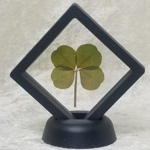 Genuine Four Leaf Clover in Floating Display Frame - Large Lucky Clover!